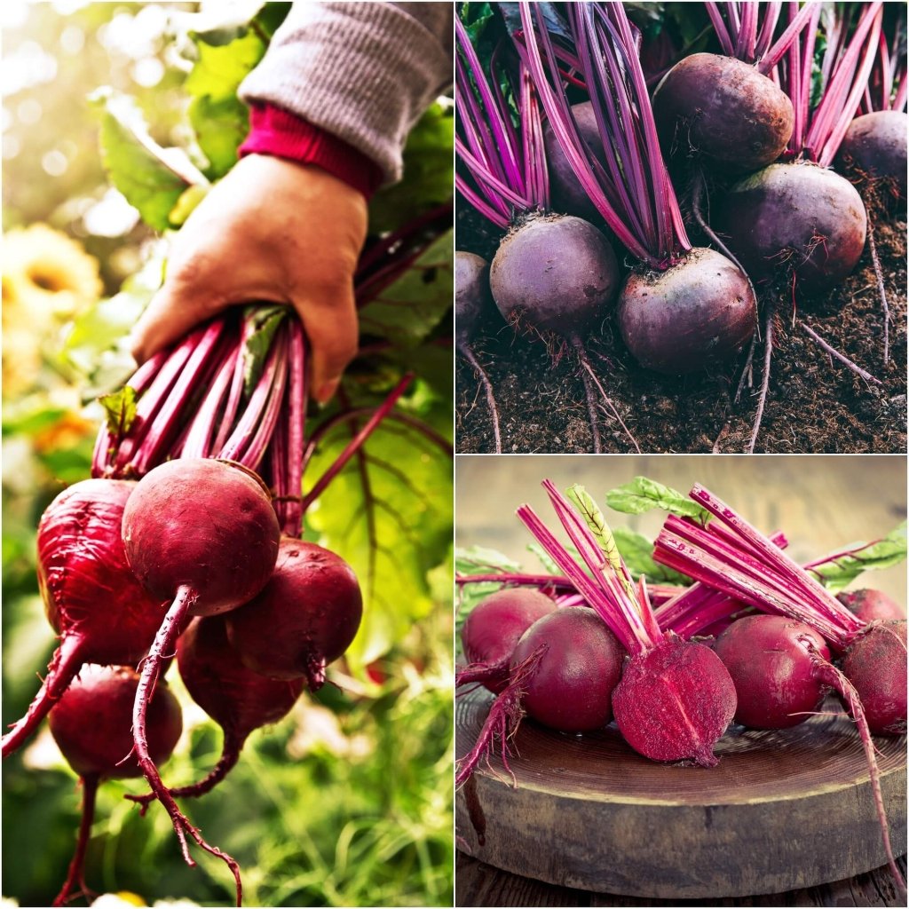 Buy Beetroot Seeds Online | Happy Valley Seeds