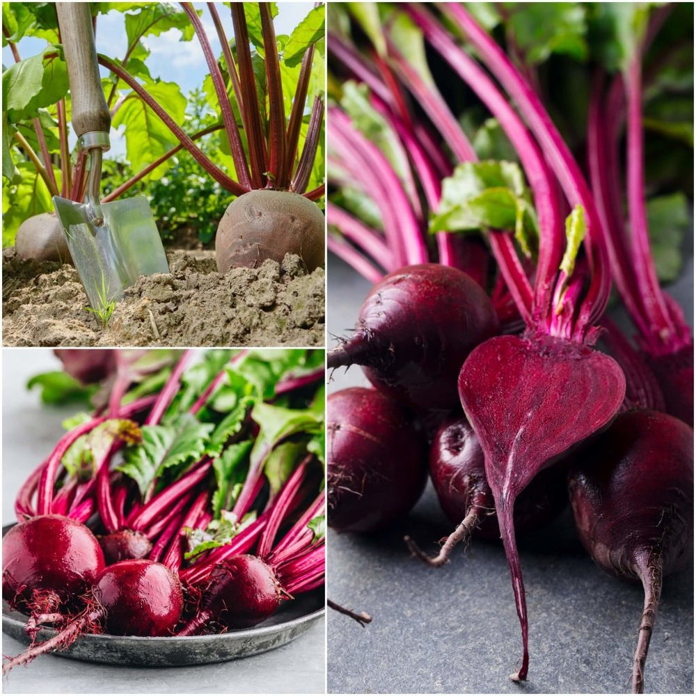 Buy Beetroot - Ruby Queen seeds Online | Happy Valley Seeds