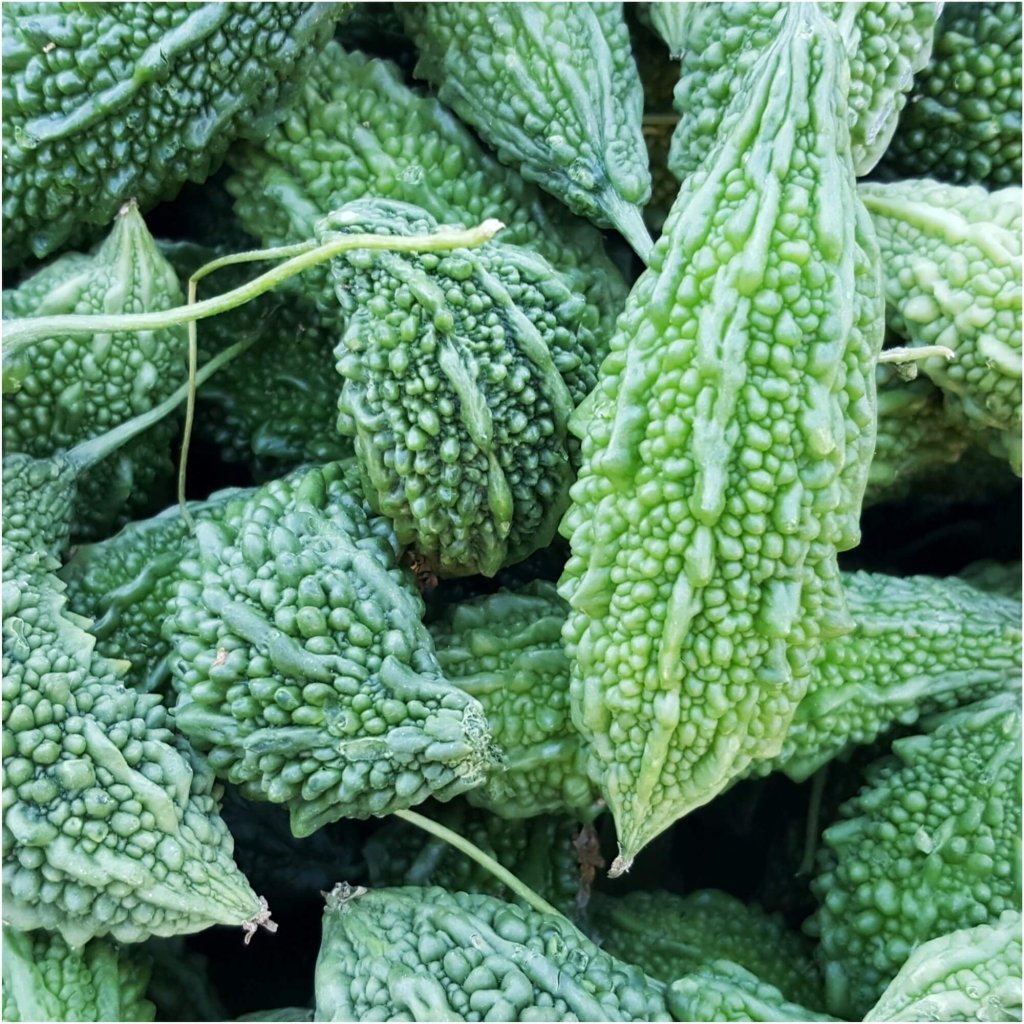 Buy Bitter Melon - Jounpuri seeds Online | Happy Valley Seeds