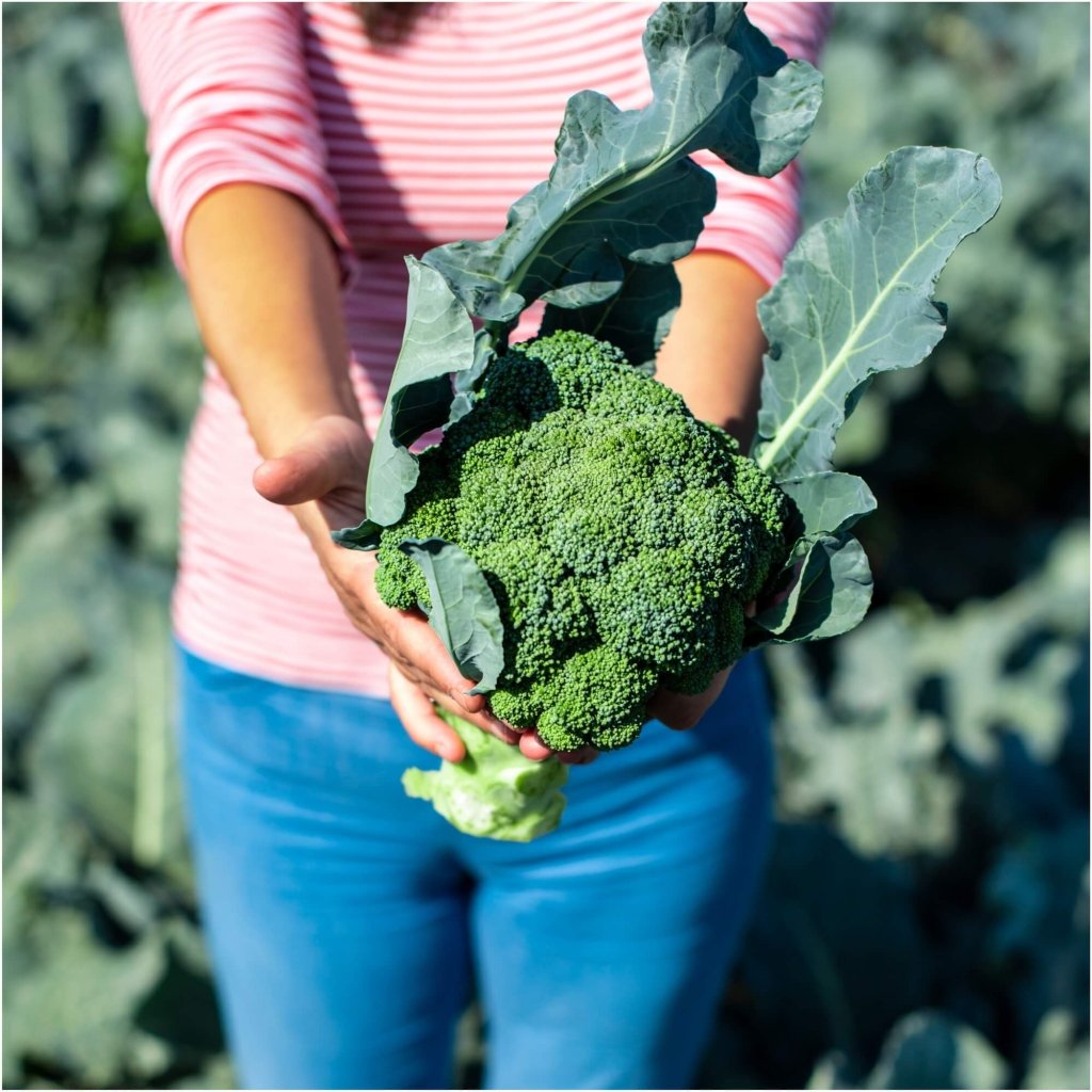 Buy Broccoli - Marvel F1 seeds Online | Happy Valley Seeds