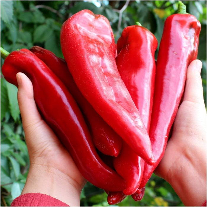 Buy Capsicum - Hungarian Sweet Paprika seeds Online | Happy Valley Seeds