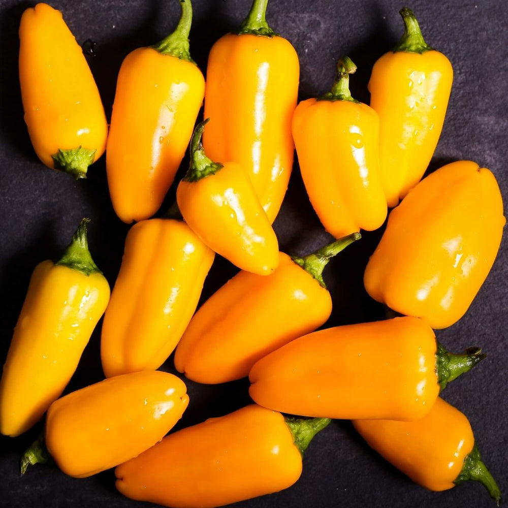 Buy Capsicum - Snack Yellow F1 seeds Online | Happy Valley Seeds