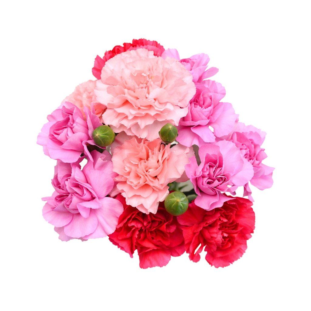 Buy Carnation - Dwarf Fragrance Mixed seeds Online | Happy Valley Seeds