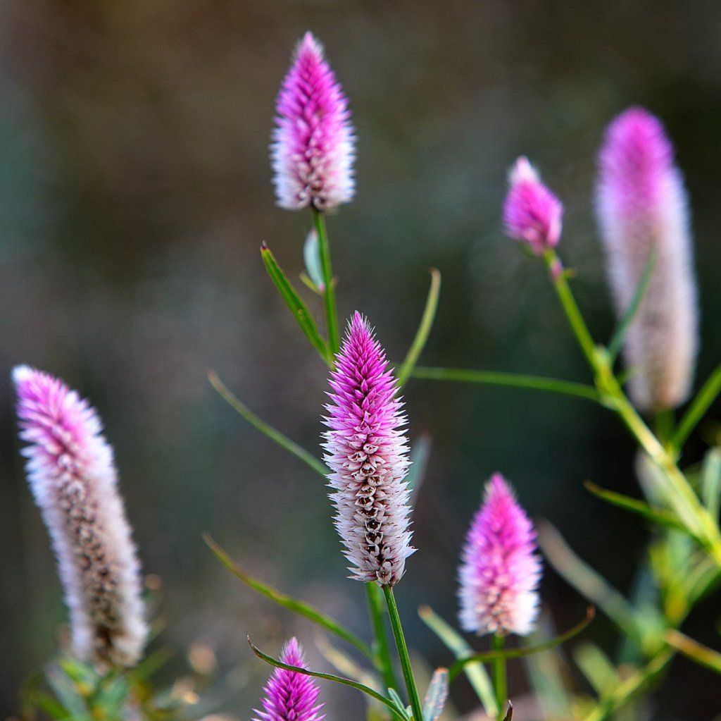 Buy Celosia - Flamingo Feather Seeds Online | Happy Valley Seeds