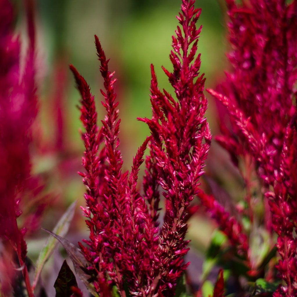 Buy Celosia - Forest Fire seeds Online | Happy Valley Seeds