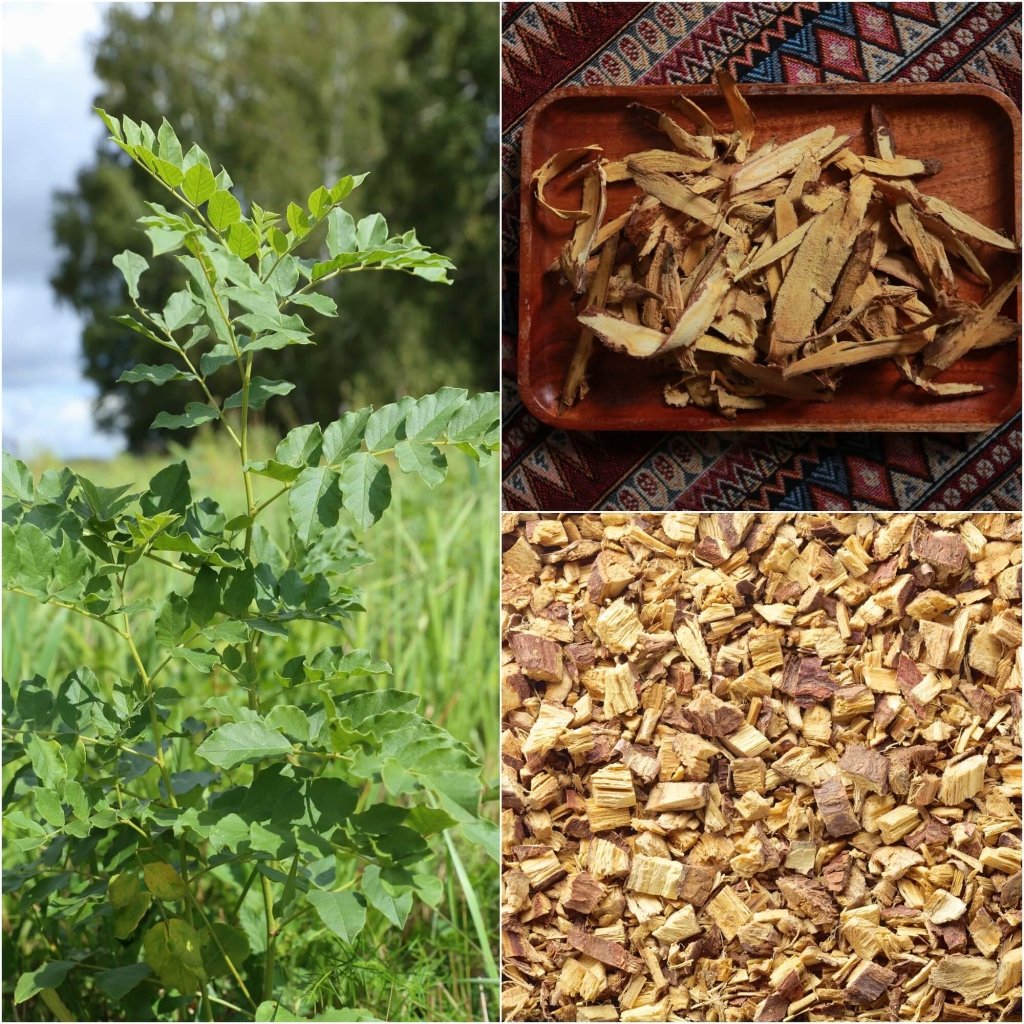 Buy Chinese Licorice seeds Online Happy Valley Seeds