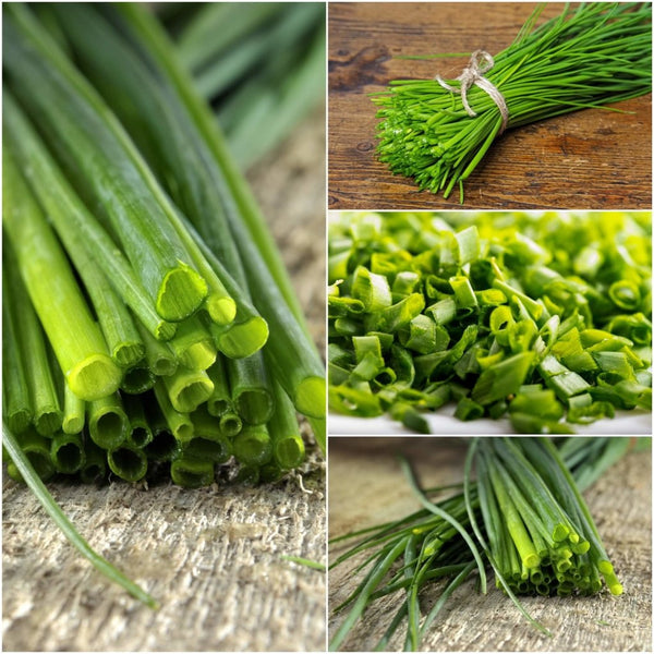 Buy Chives - Medium Onion seeds Online | Happy Valley Seeds