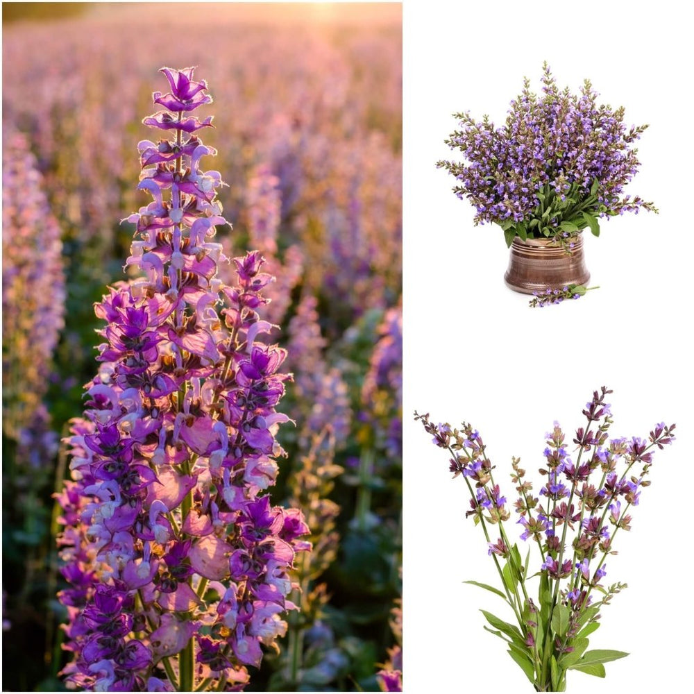 Buy Clary Sage Seeds Online Happy Valley Seeds