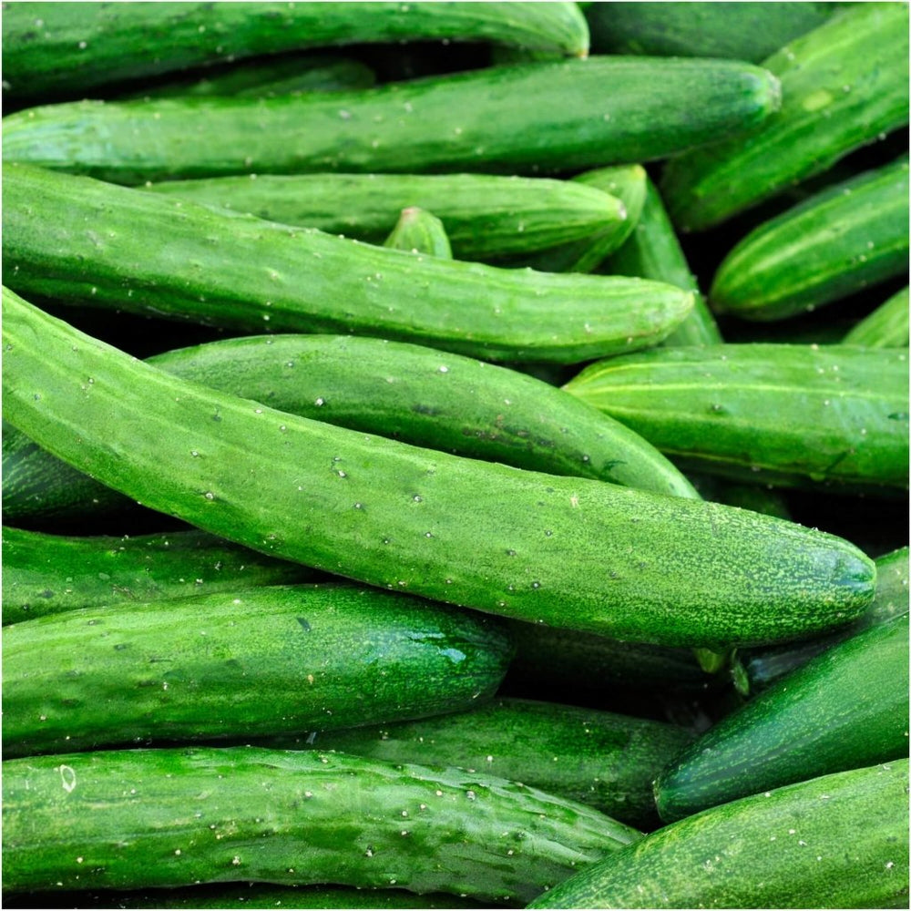 Buy Cucumber Burpless Tasty Green F1 Seeds Online Happy Valley Seeds