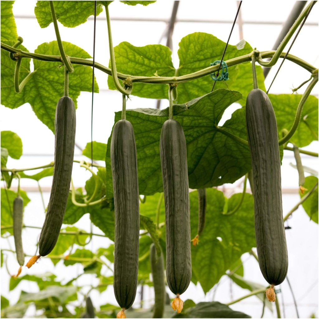 Buy Cucumber - Continental DOM F1 seeds Online | Happy Valley Seeds