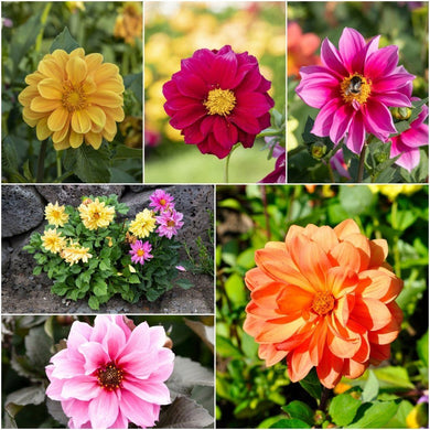 Buy Dahlia - Red Skin Mixed seeds Online | Happy Valley Seeds