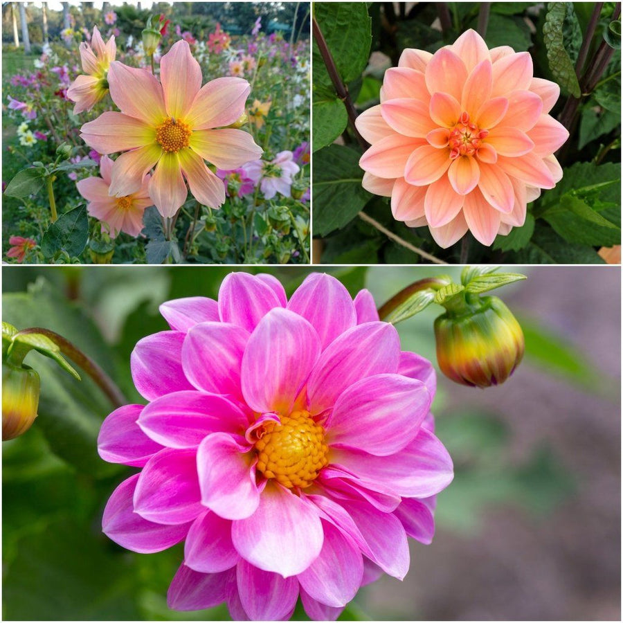 Buy Dahlia - Unwins Bedding Mix seeds Online | Happy Valley Seeds