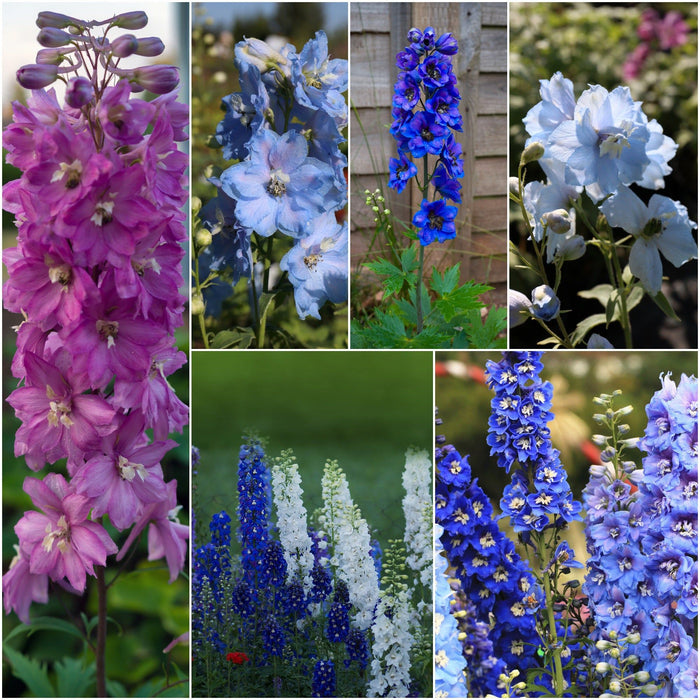 Buy Delphinium - Pacific Giants Mix seeds Online | Happy Valley Seeds