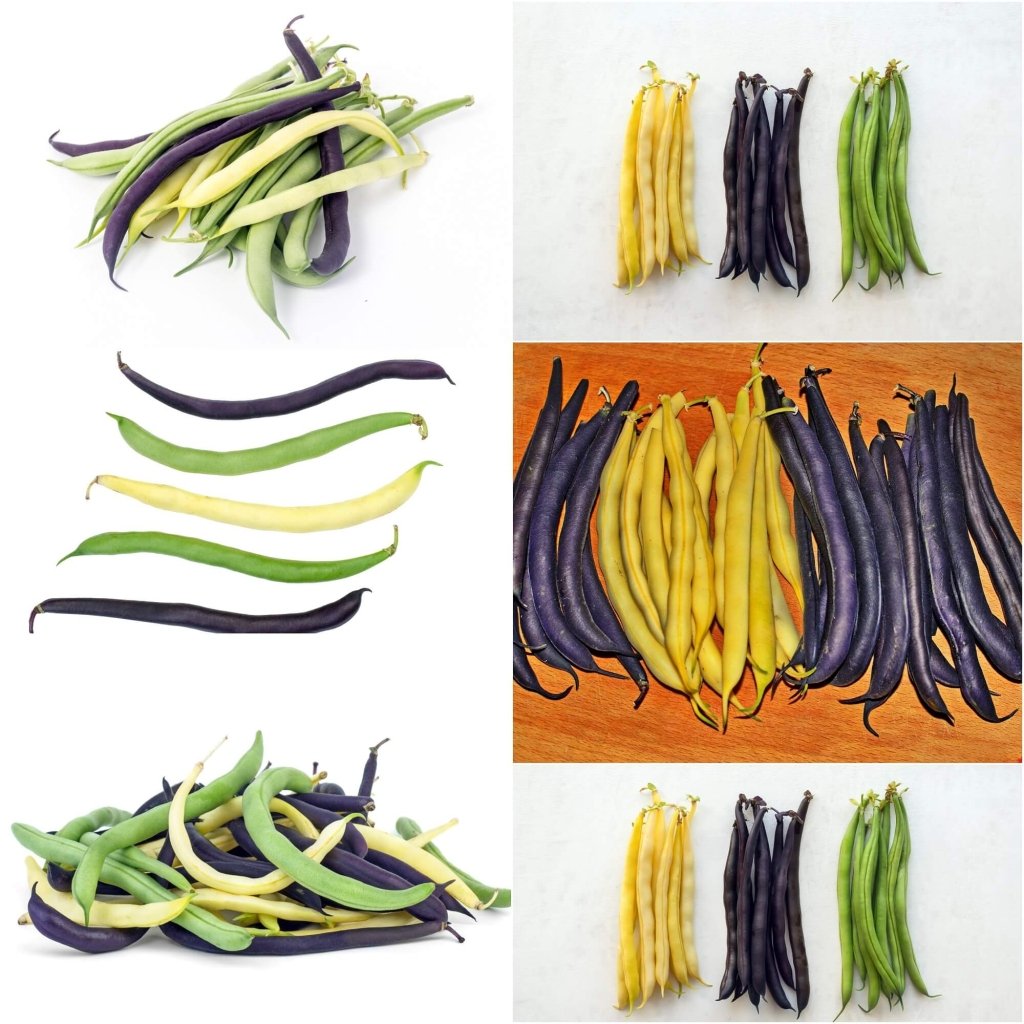 Dwarf Beans on Sale | cityofclovis.org