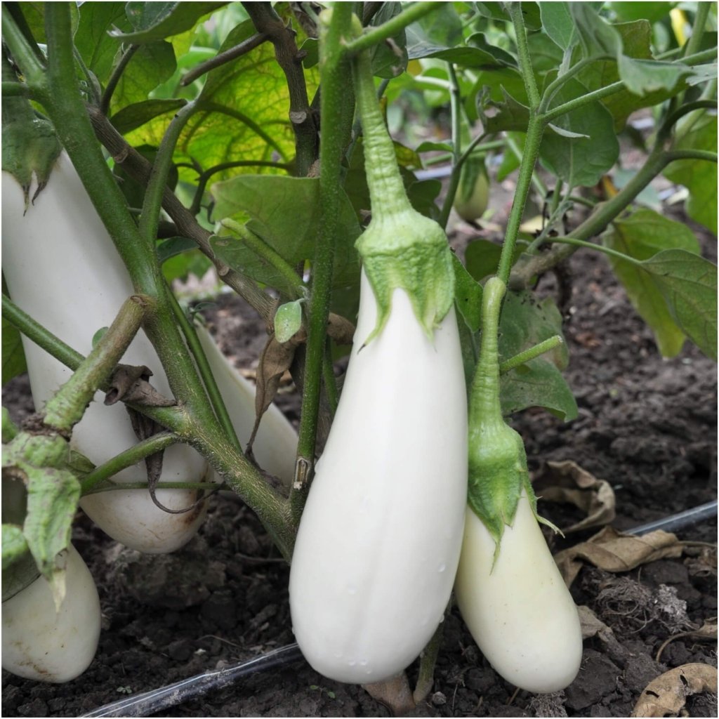 Buy Eggplant - Snowy seeds Online | Happy Valley Seeds