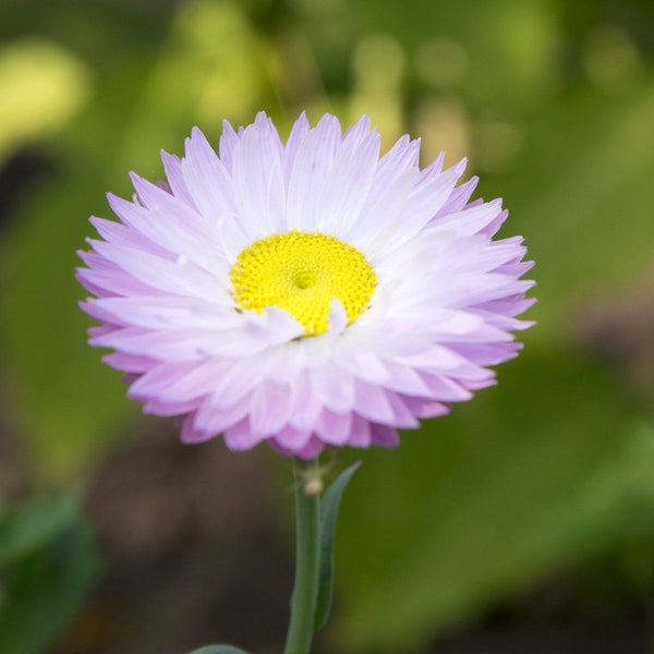 Paper Daisy- Rose seeds