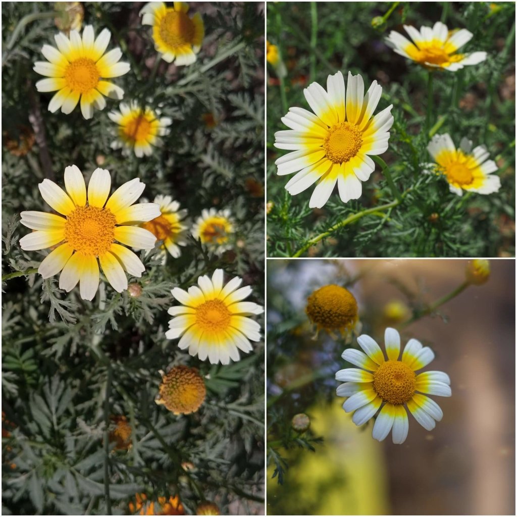 Image of Pincushion daisy (Leucanthemum coronarium) free to use