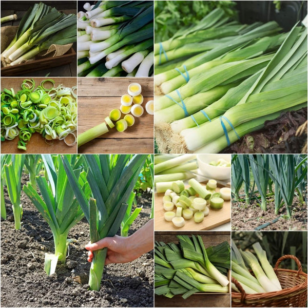 Vegetable, Flower, Sprout Seeds Australia Wide | Happy Valley Seeds