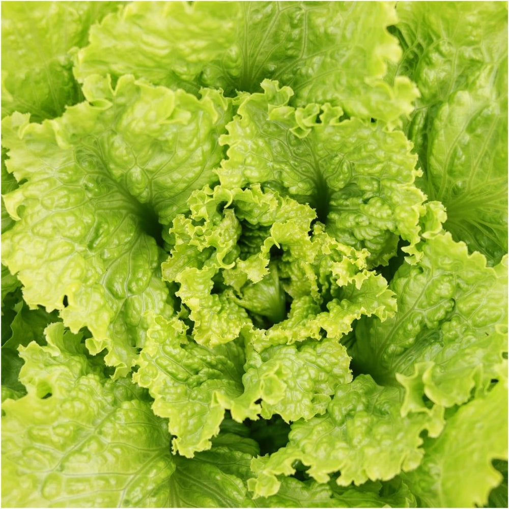 Buy Lettuce Seeds Online Available Australia Wide Happy Valley Seeds