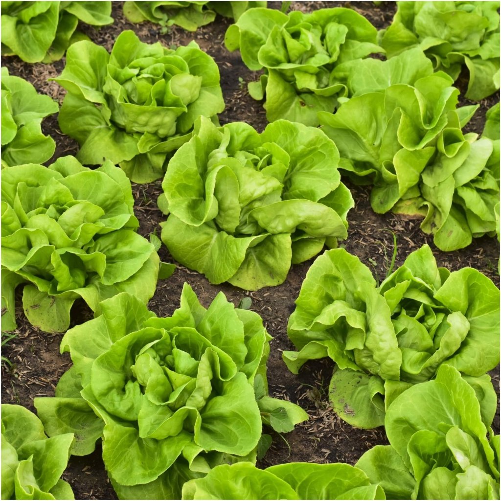 Buy Lettuce - Buttercrunch seeds Online | Happy Valley Seeds