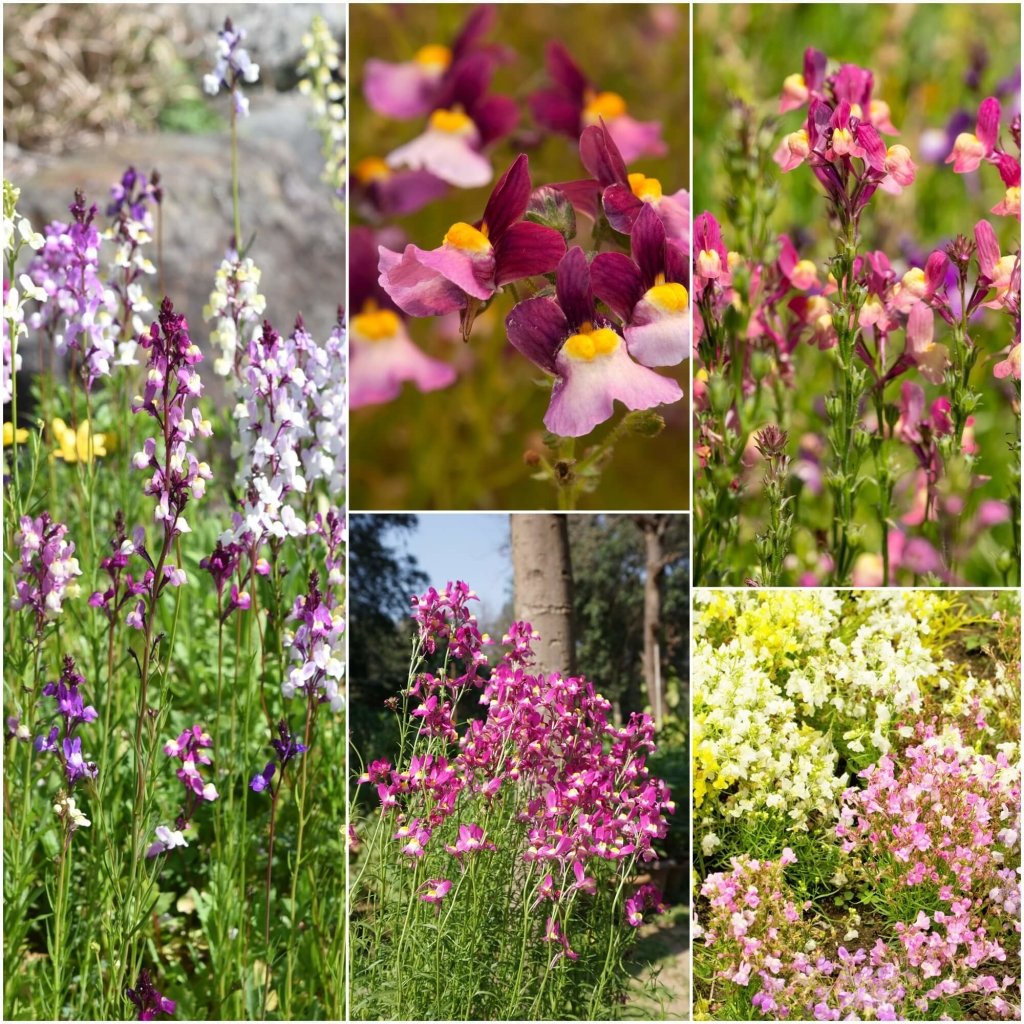 Buy Linaria seeds Online | Happy Valley Seeds