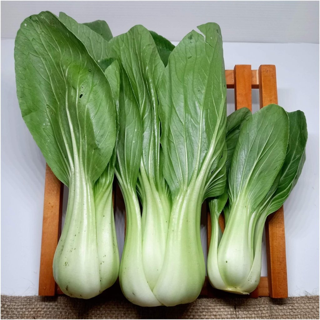 Buy Pak Choi - Miyako F1 seeds Online | Happy Valley Seeds