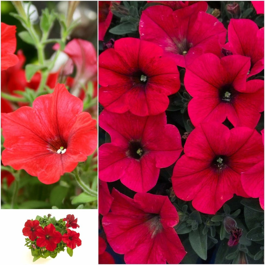 Buy Petunia - Fire Chief seeds Online | Happy Valley Seeds