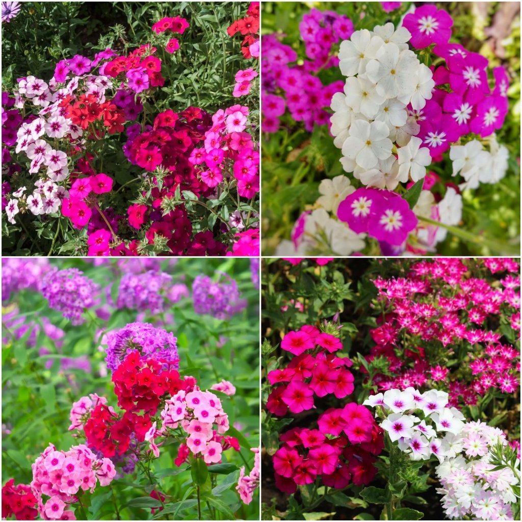 Buy Phlox - Cecily Mixed seeds Online | Happy Valley Seeds