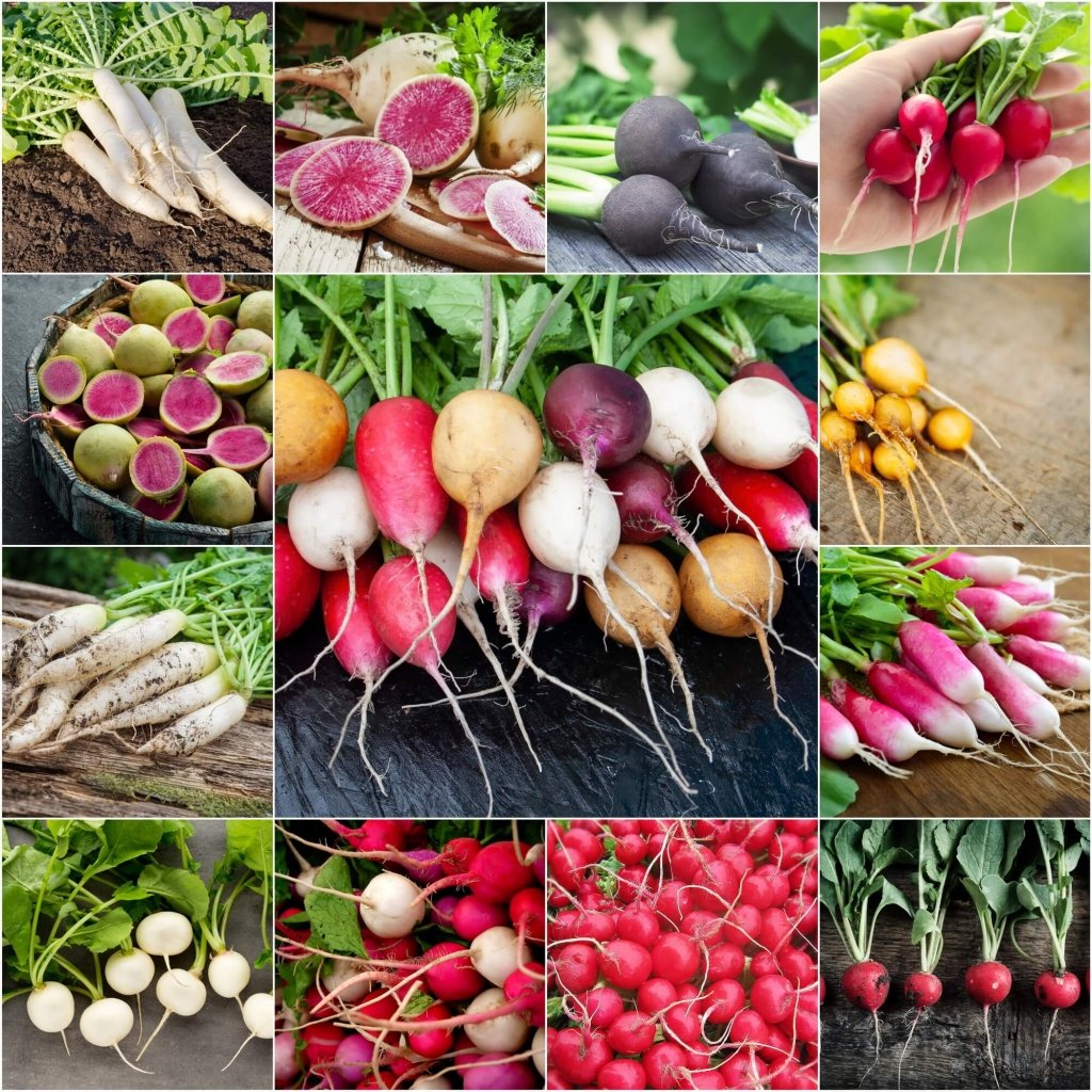 Buy Radish - Heirloom Mix seeds Online | Happy Valley Seeds