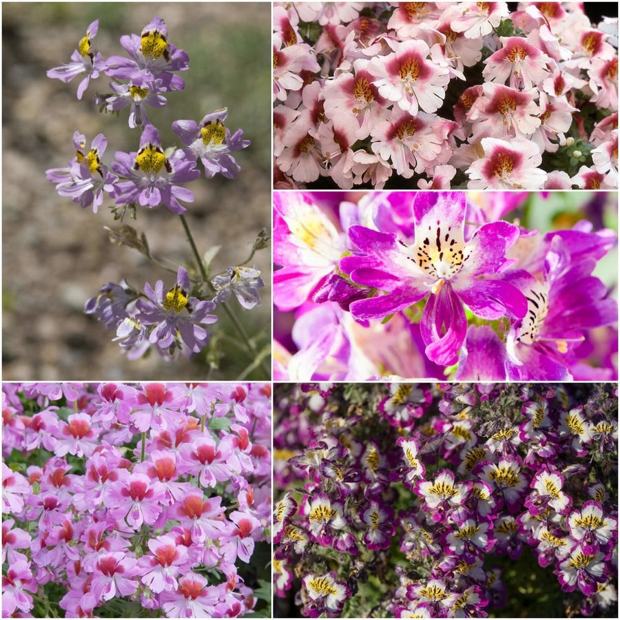 Buy Schizanthus - Angel Wings Mixed seeds Online | Happy Valley Seeds