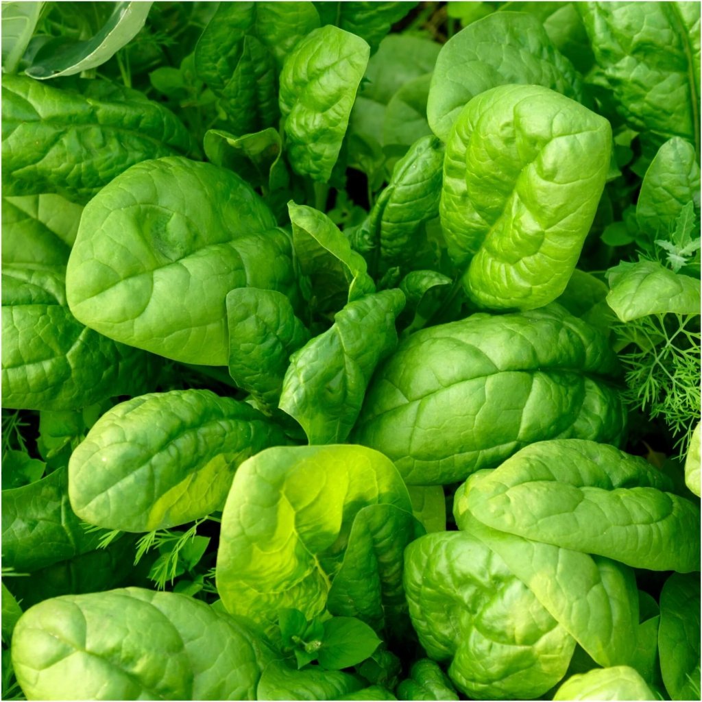 Buy Spinach - Amsterdam Giant seeds Online | Happy Valley Seeds