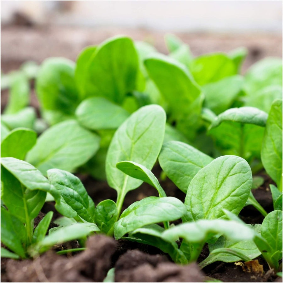 Buy Spinach - VNS seeds Online | Happy Valley Seeds