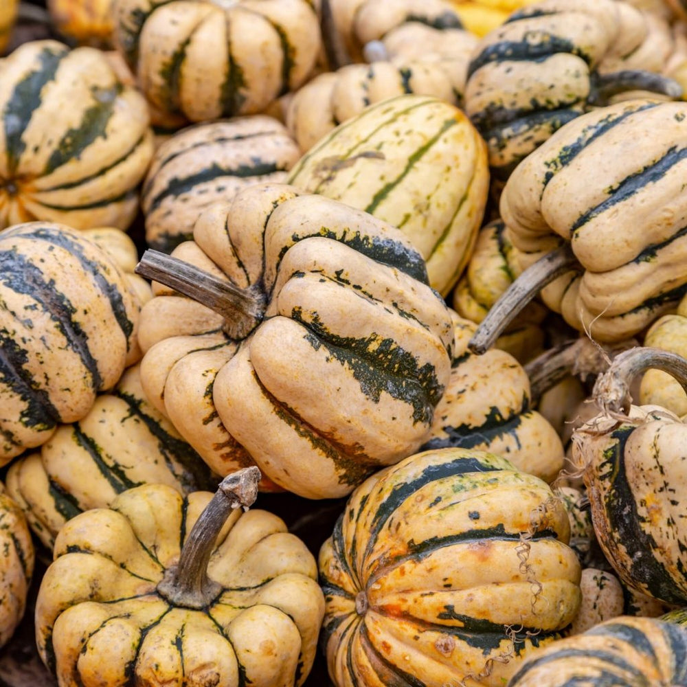 Buy Squash - Sweet Dumpling seeds Online | Happy Valley Seeds