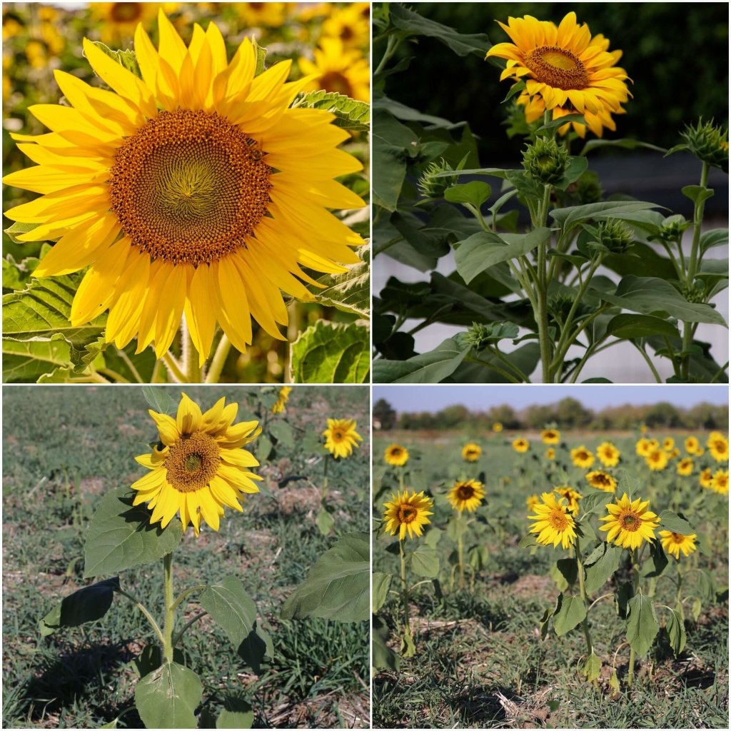 Buy Sunflower - Dwarf Sunsation seeds Online | Happy Valley Seeds