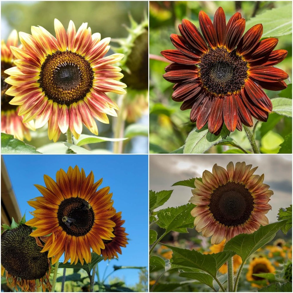 Buy Sunflower - Evening Sun seeds Online | Happy Valley Seeds