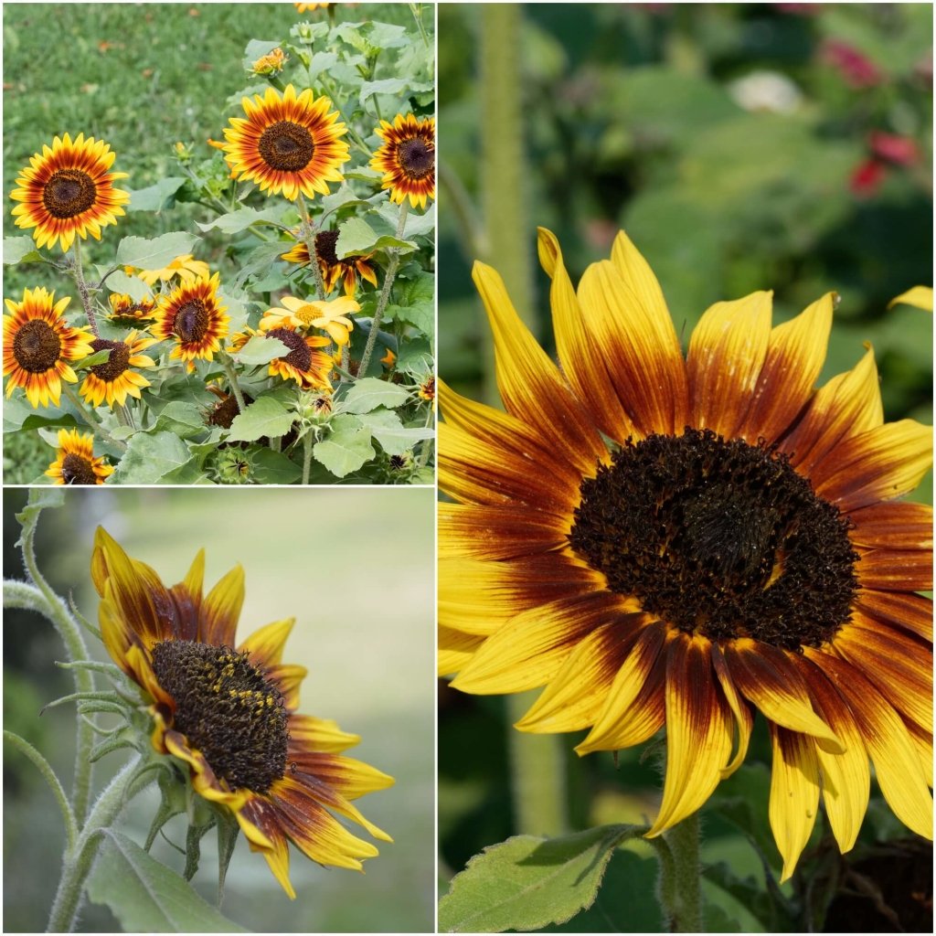 Buy Sunflower - Golden Rust seeds Online | Happy Valley Seeds