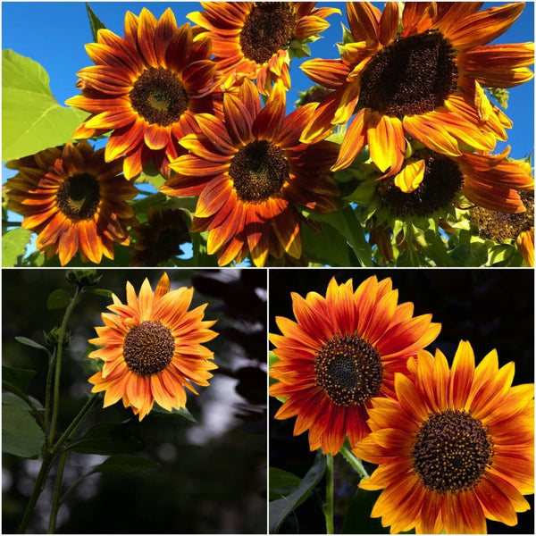 Buy Sunflower - Solar Eclipse seeds Online | Happy Valley Seeds