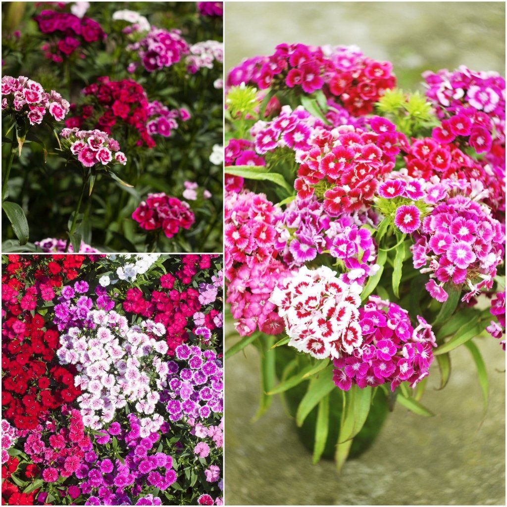 Buy Sweet William - Single Standard Mixed seeds Online | Happy Valley Seeds