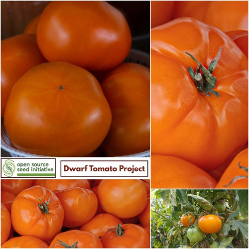 Buy Tomato - Loxton Lad Seeds Online 