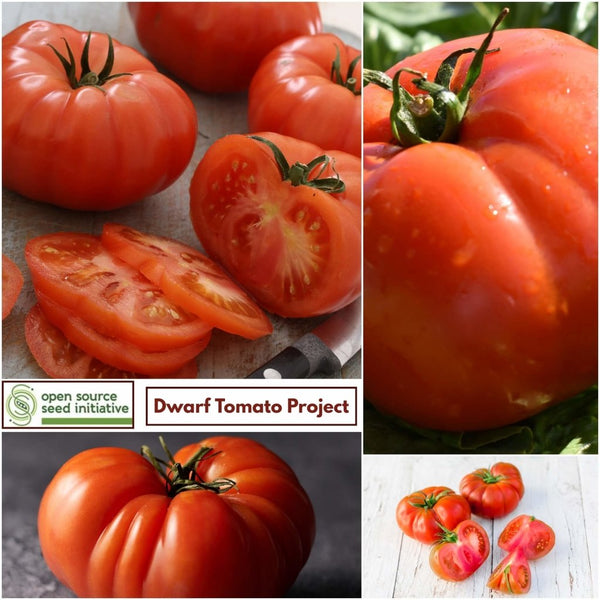 Buy Tomato - Mallee Rose seeds Online | Happy Valley Seeds