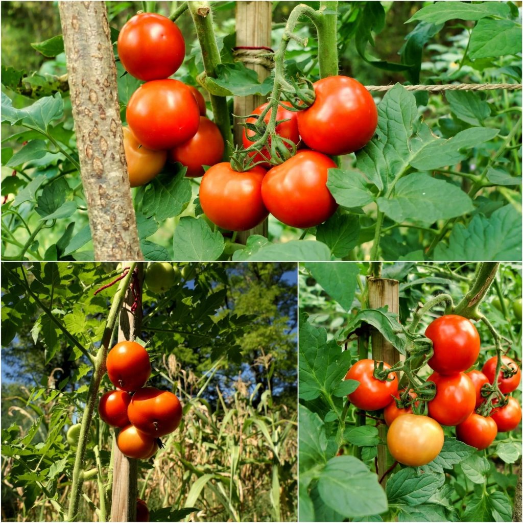 Buy Tomato Moneymaker Seeds Online Happy Valley Seeds   Tomato Moneymaker Seeds 839107 