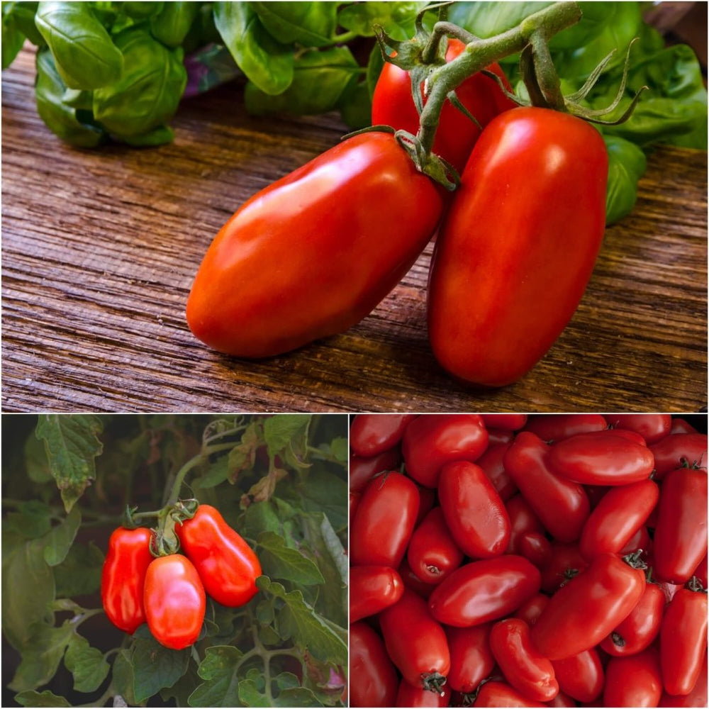 Buy Tomato - San Marzano seeds Online | Happy Valley Seeds