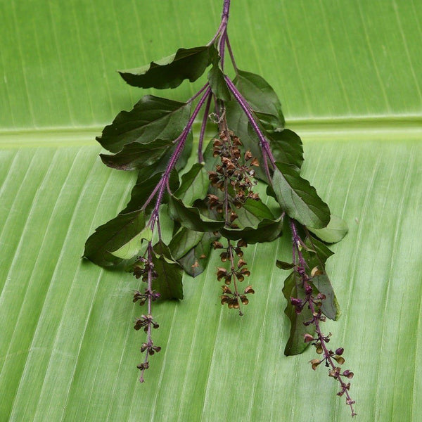 Buy Tulsi Krishna Holy Basil seeds Online Happy Valley Seeds