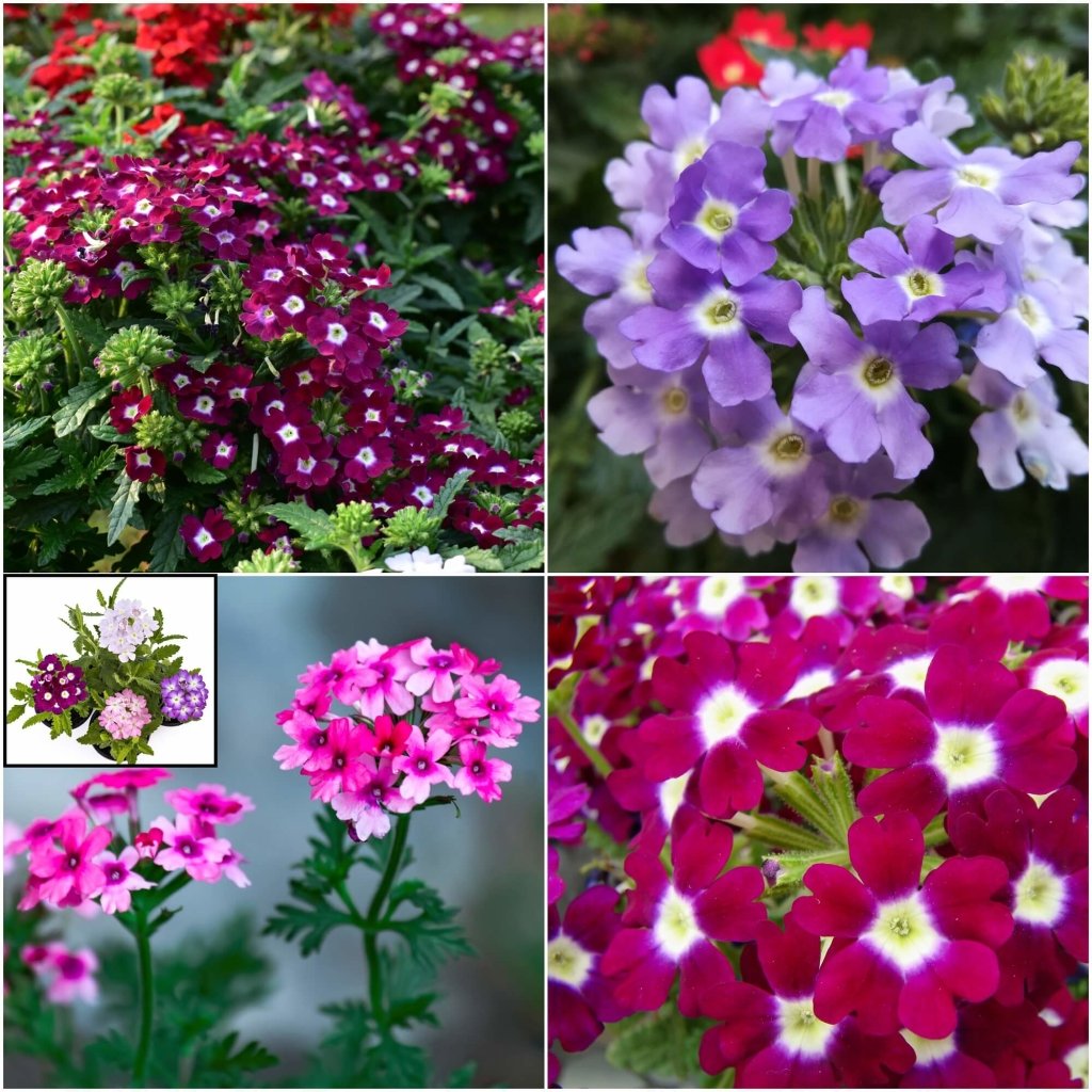 Buy Verbena - Mammoth Mix seeds Online | Happy Valley Seeds