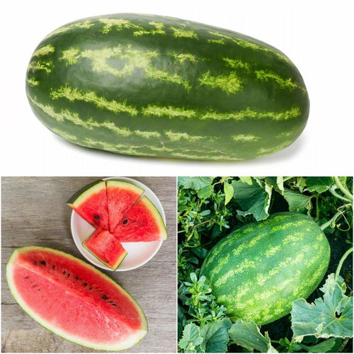 Buy Watermelon - Wildcat F1 seeds Online | Happy Valley Seeds