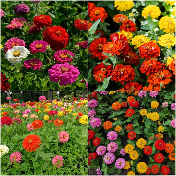 Buy Zinnia - Formula Mix seeds Online | Happy Valley Seeds